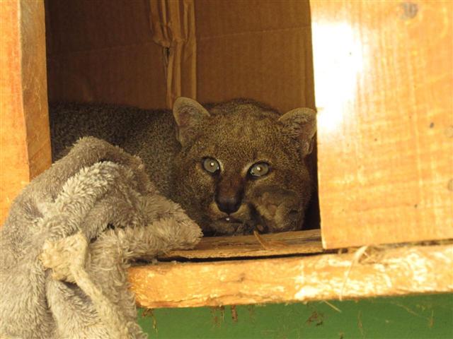 Série ‘Bastidores do Zoo’ apresenta gato-mourisco e como o animal é tratado