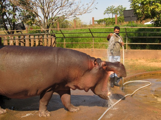 Zoológico da Cidade da Criança celebra Dia Mundial do Hipopótamo