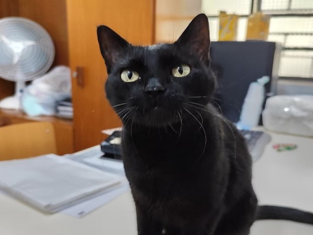Fundo Social amplia cuidado e inclui os pets de famílias em vulnerabilidade no atendimento