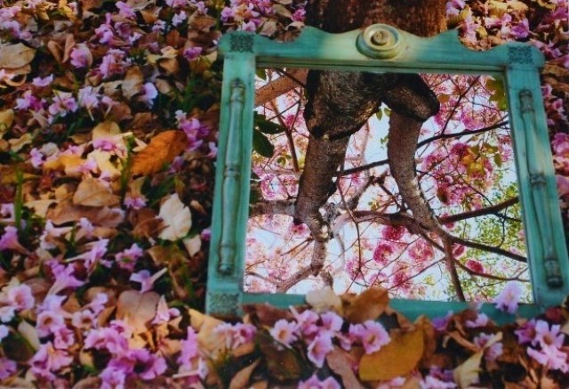 Semea anuncia evento para premiar vencedores do 8º Concurso Fotográfico Árvores da Cidade