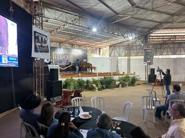 Leilão de cavalos Quarto de Milha e Paint Horse movimenta a Expô Prudente nesse fim de semana