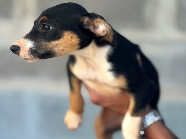 Abrigo de Animais e Parque Shopping Prudente promovem feira de adoção neste sábado (21) 