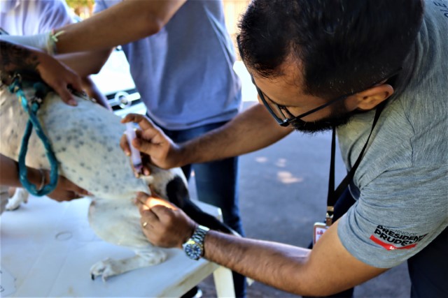 UVZ anuncia novo plantão em sua sede neste sábado (14) para exames e microchipagem 