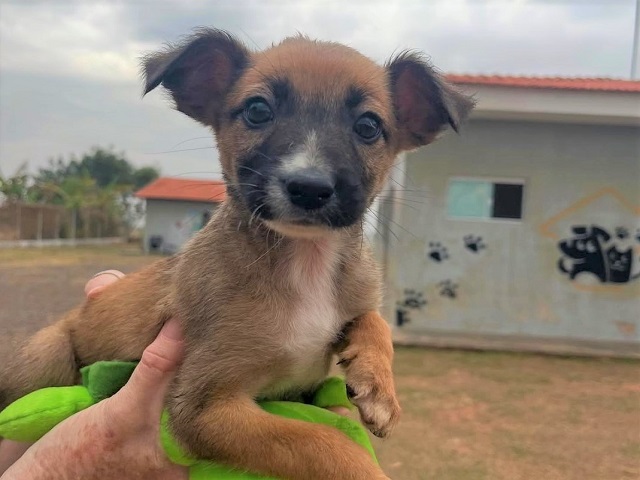 Prefeitura aprova programa de incentivo a denúncias de maus-tratos a animais