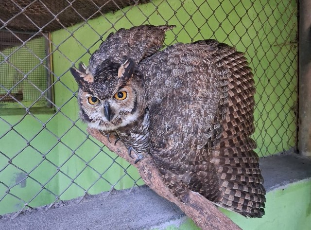 Zoológico da Cidade da Criança recebe maior coruja das Américas, resgatada pela PM 