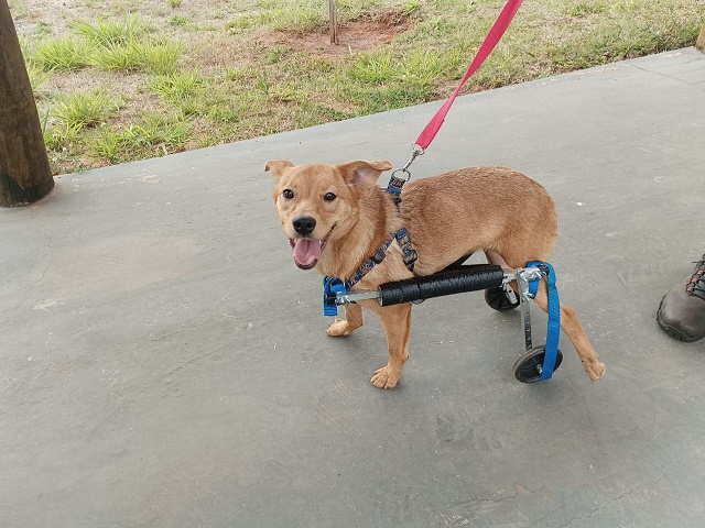 Cão do Abrigo de Animais volta a se locomover após ganhar cadeira de rodas