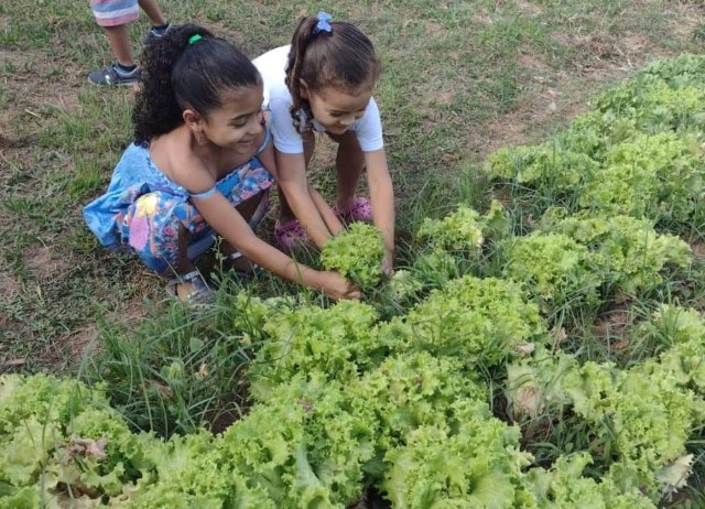 Alunos da EM Vereador Júlio Braga Filho vivenciam ciclo completo do cultivo de hortaliças