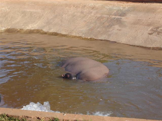 Nasce filhote de hipopótamo no Parque Ecológico Cidade da Criança em Prudente