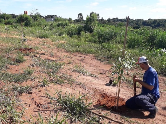 Meio Ambiente mantém podas, recolhimento e limpeza em diferentes bairros