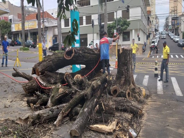 Prefeitura realiza poda, roçagem e outros serviços em áreas públicas da cidade